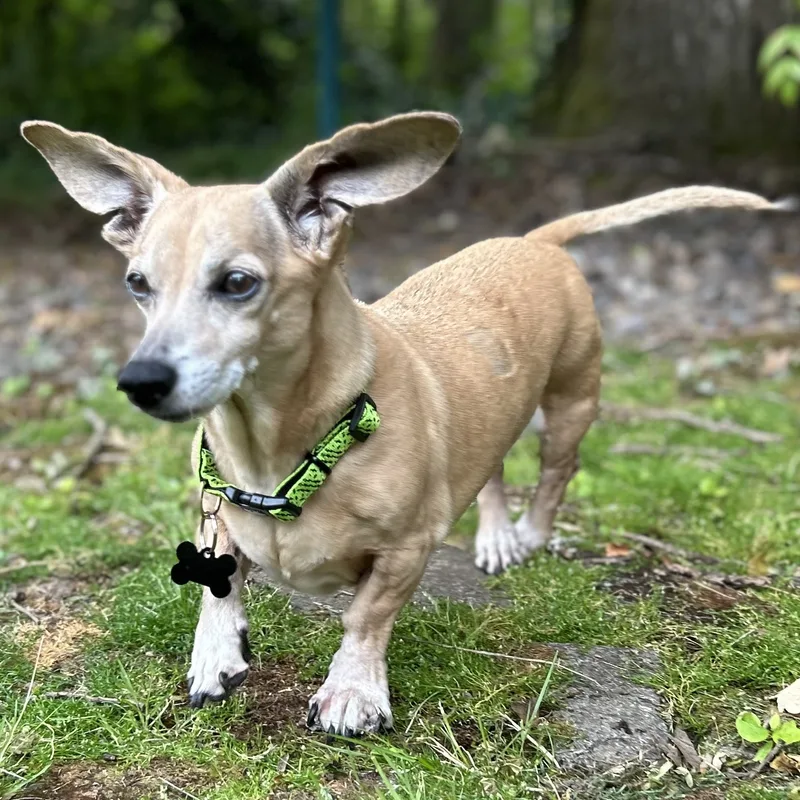 Buddy Aka Batman thumbnail 6