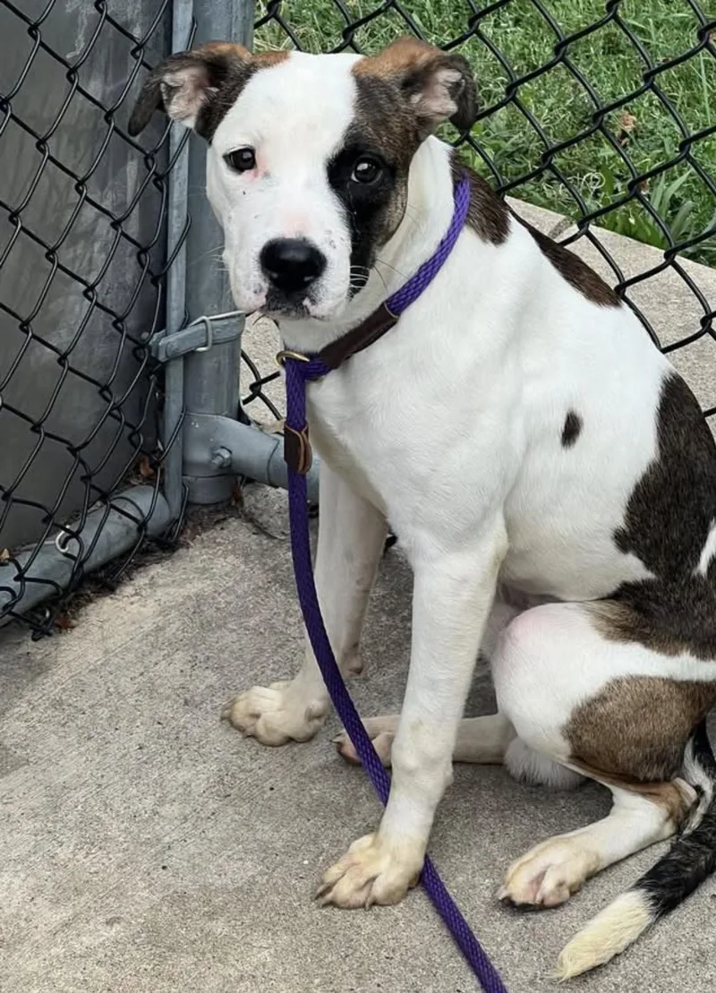 An adult medium-sized male White / Cream Pit Bull Terrier dog named Ellington for adoption in Chicago, IL