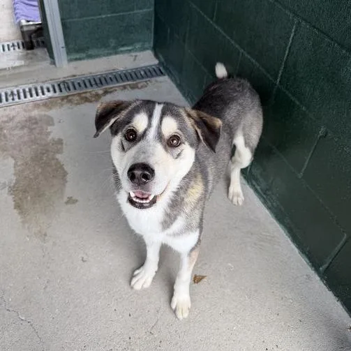 Sonic Tots thumbnail 2