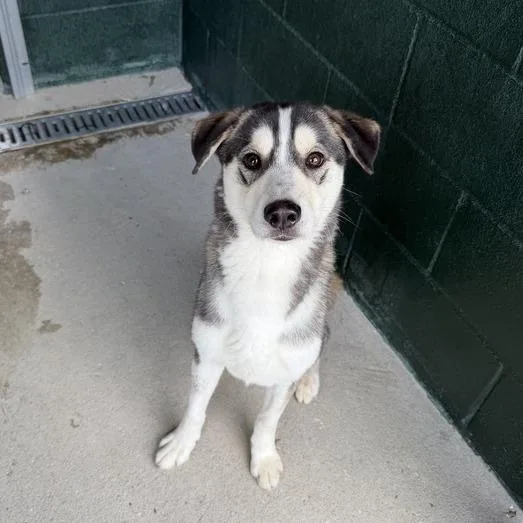 Sonic Tots thumbnail 3