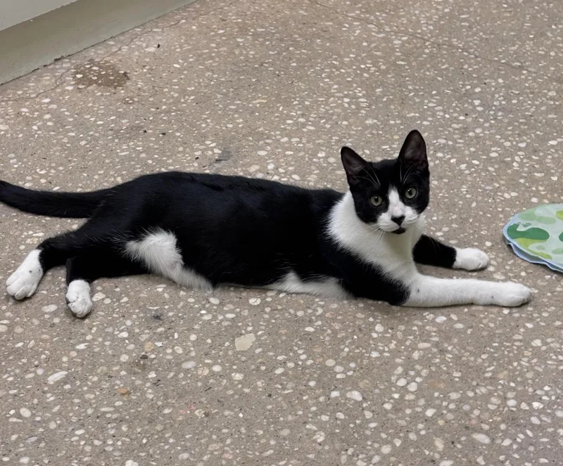 A baby medium-sized male Black & White / Tuxedo Domestic Short Hair cat named Cosmo for adoption in Old Bridge, NJ