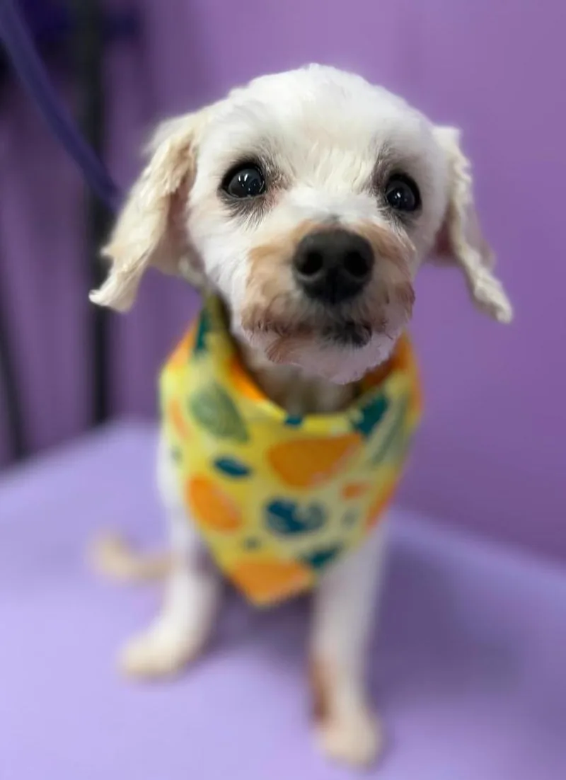 A senior small-sized male White / Cream Maltipoo dog named Benji for adoption in Woodstock, GA