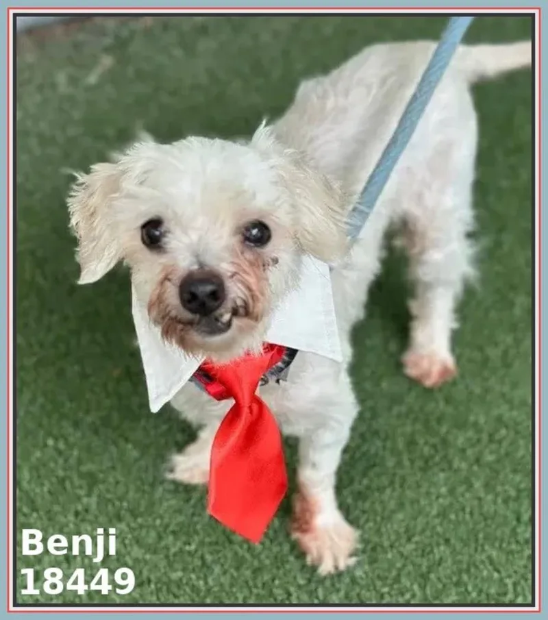 Benji thumbnail 3