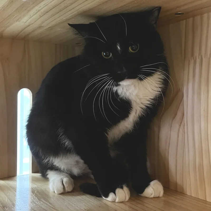 An adult small-sized male Black Domestic Short Hair cat named Salsa for adoption in Yucca Valley, CA