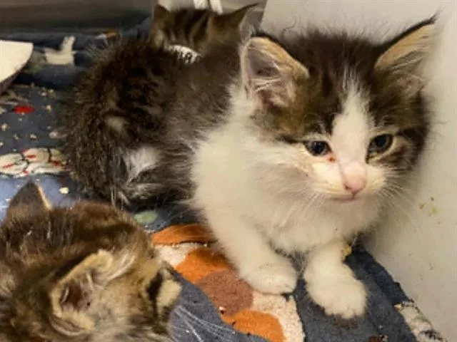 A baby small-sized female Domestic Medium Hair cat named Kristen for adoption in Tustin, CA