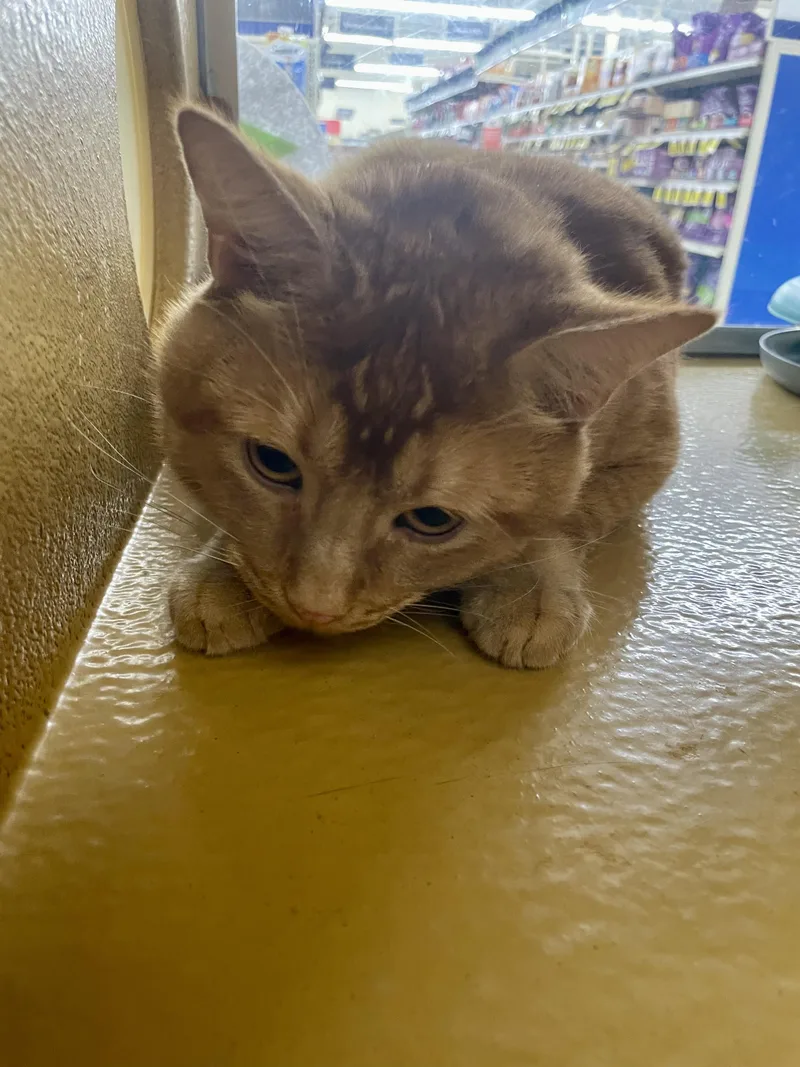 A young medium-sized male Tabby (Orange / Red) Tabby cat named Simba for adoption in Albuquerque, NM