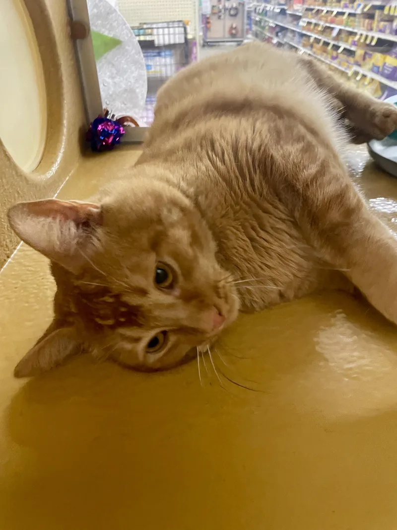 Simba thumbnail 3