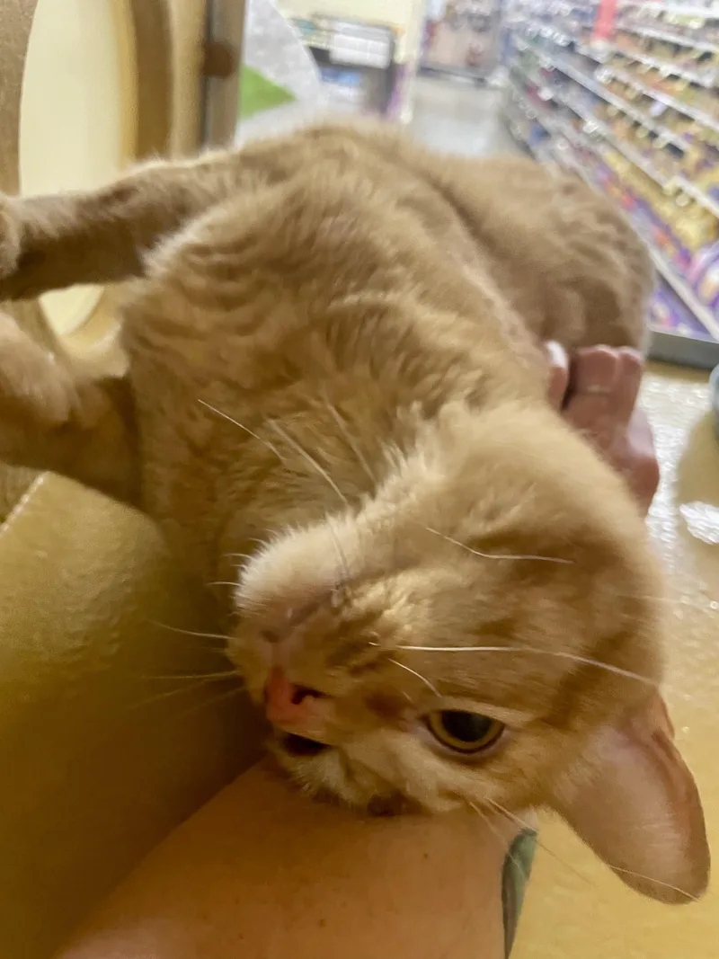 Simba thumbnail 4