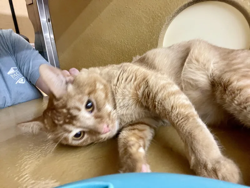 Simba thumbnail 5
