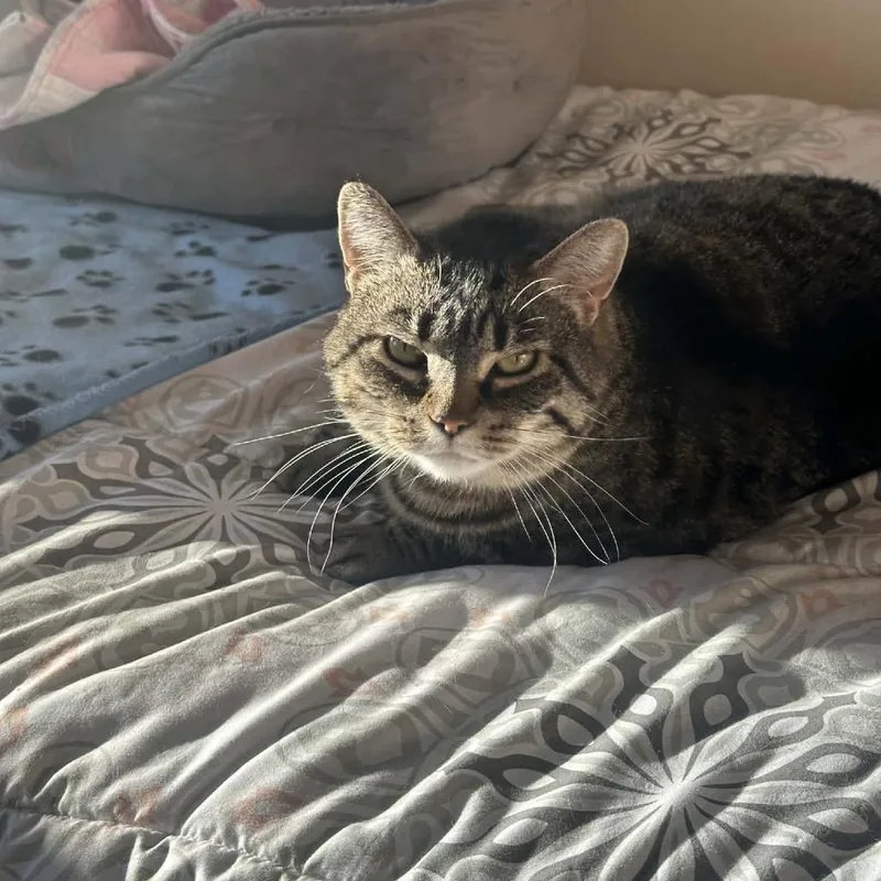 An adult large-sized female Brown / Chocolate Domestic Short Hair cat named Arwin Meet me at for adoption in Buffalo, MN