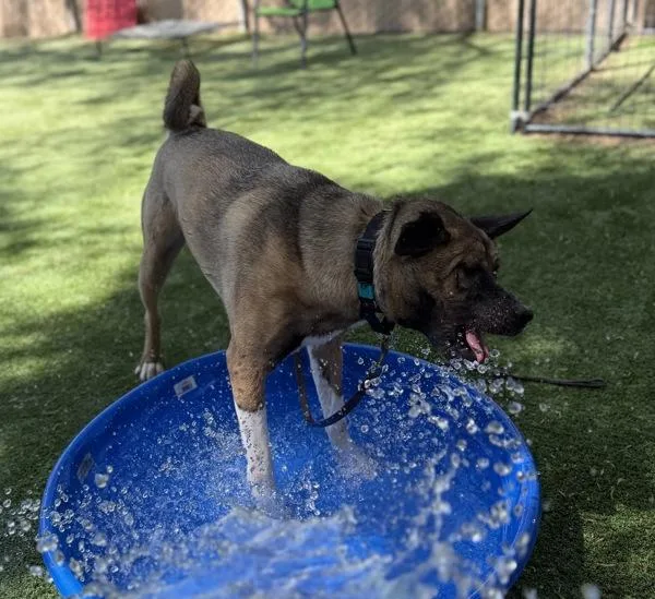 A young large-sized male Akita dog named Kai for adoption in Escondido, CA