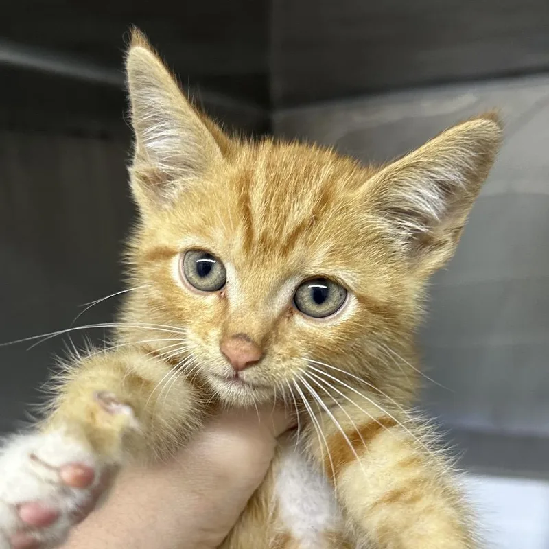 A baby small-sized male Orange / Red Domestic Short Hair cat named Marvin for adoption in Corbin, KY