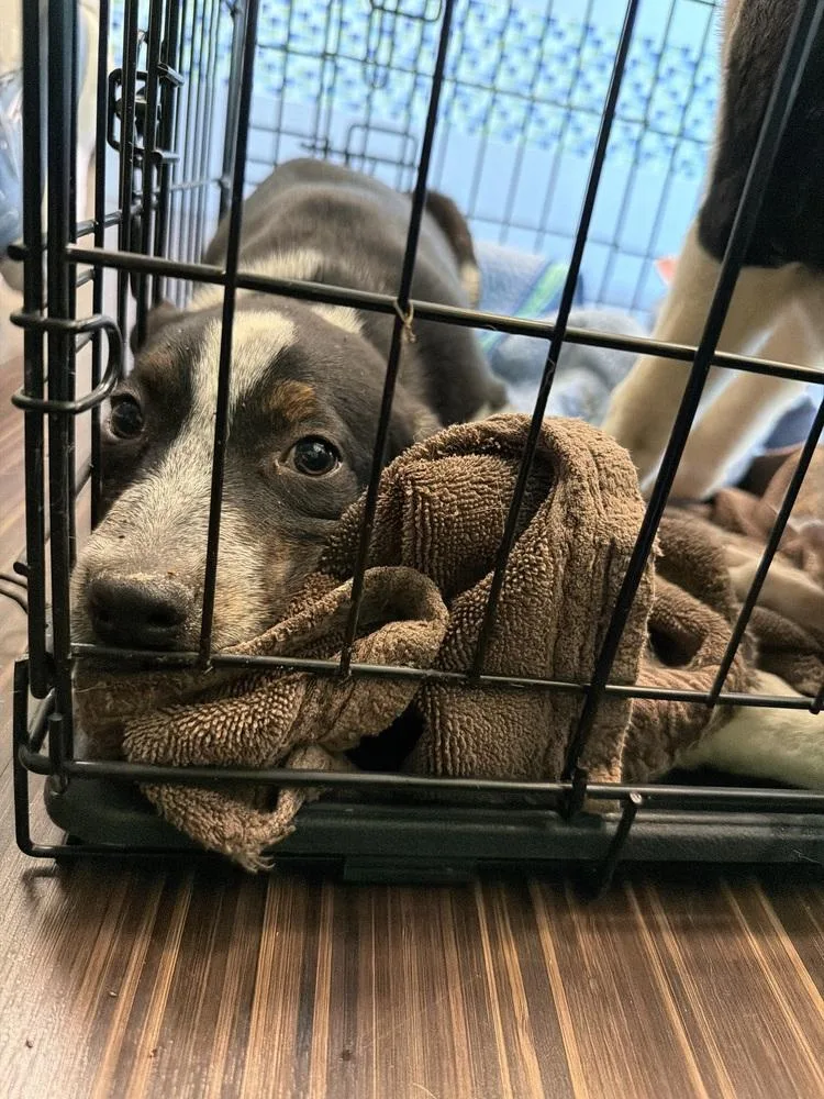 A baby medium-sized female Tricolor (Brown, Black, & White) Australian Shepherd dog named Bo Peep "JUST ARRIVED" for adoption in Richardson, TX