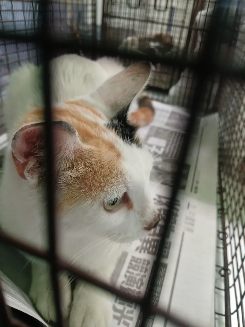 An adult large-sized female Domestic Short Hair cat named Princess for adoption in Los Angeles, CA