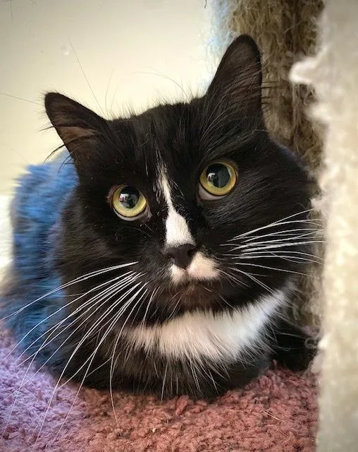 An adult medium-sized male Black & White / Tuxedo Domestic Long Hair cat named Solo for adoption in Duxbury, MA