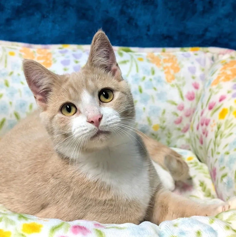 A young medium-sized female Flame Point Siamese cat named Albert & Angel for adoption in Newport, WA