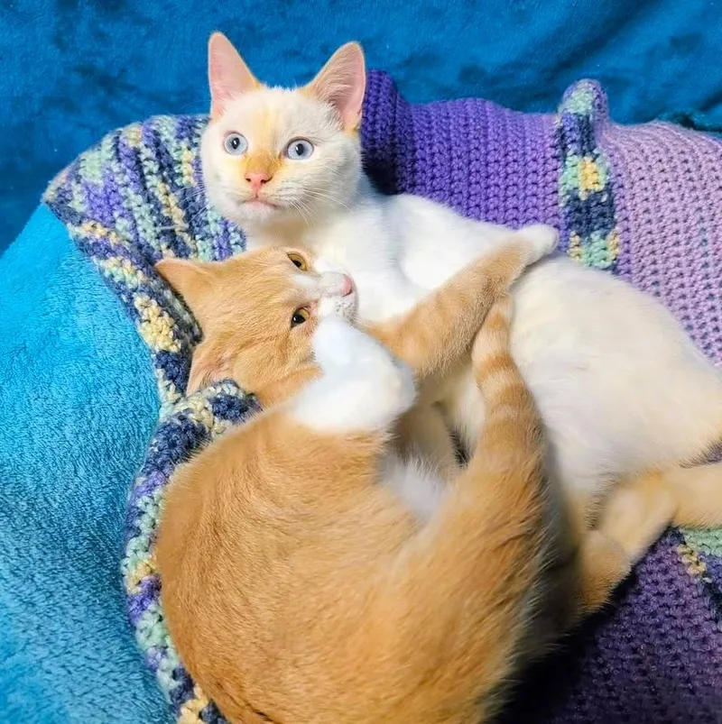 Albert & Angel  thumbnail 4