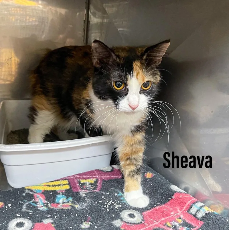 A young large-sized female Manx cat named Sheava for adoption in Clearfield, KY