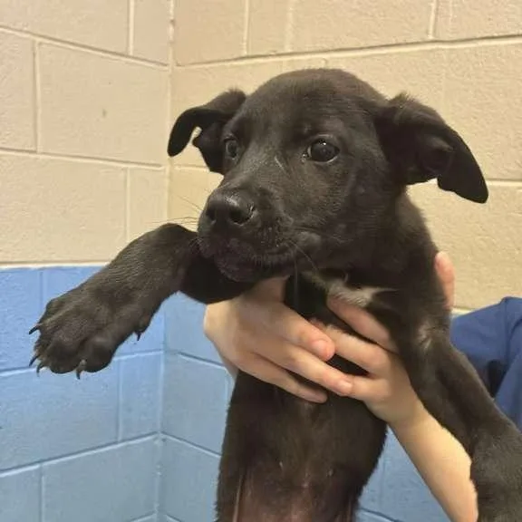 A baby medium-sized female Black Mixed Breed dog named La for adoption in Gadsden, AL