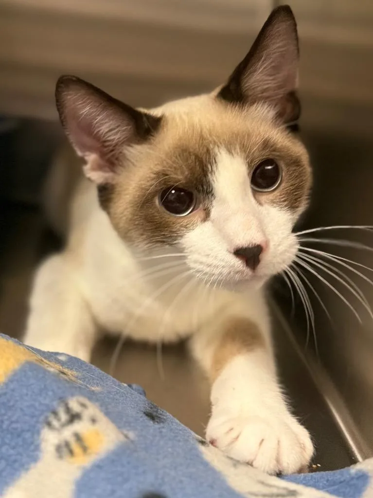 A baby small-sized male Domestic Short Hair cat named Dusty for adoption in Ocala, FL