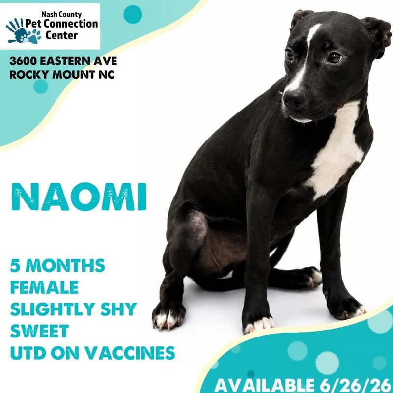 A baby medium-sized female Black Mixed Breed dog named NASHStray for adoption in Nashville, NC