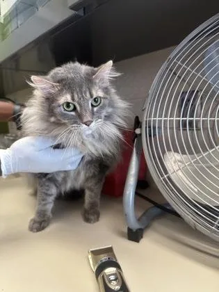 An adult large-sized female Gray / Blue / Silver Domestic Long Hair cat named Bopper for adoption in Wichita, KS