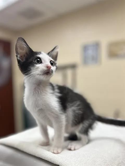 A baby small-sized male Domestic Short Hair cat named Pep for adoption in Aliquippa, PA
