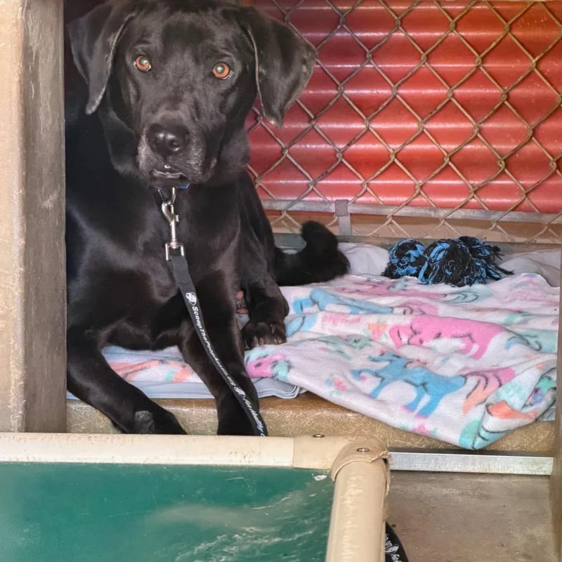 An adult medium-sized male Black Labrador Retriever dog named Julio for adoption in Austin, TX