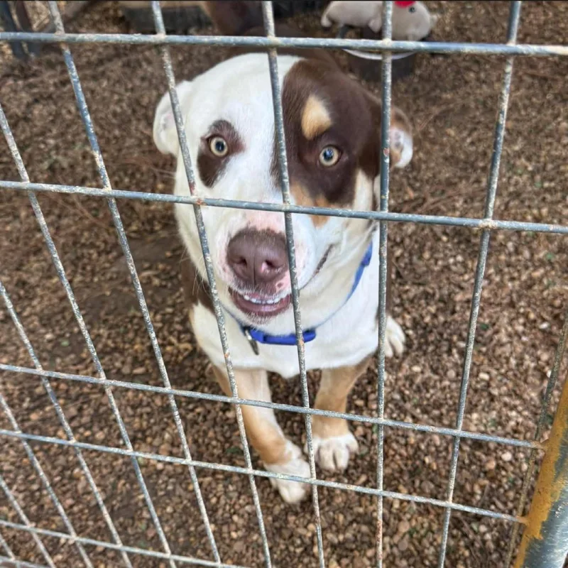 An adult medium-sized male Brown / Chocolate Mixed Breed dog named Gunner for adoption in Monroeville, AL