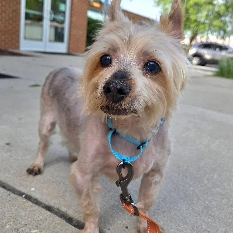 A senior small-sized male Yorkshire Terrier dog named Roosevelt for adoption in Severn, MD