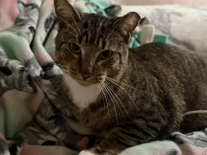 A young medium-sized male Tabby (Brown / Chocolate) Domestic Short Hair cat named Ice Cube for adoption in Cleveland, OH