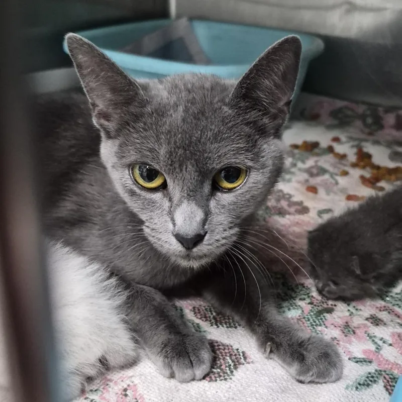 A young medium-sized female Gray / Blue / Silver Domestic Short Hair cat named Nova for adoption in Ardmore, OK