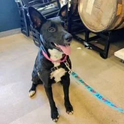 An adult large-sized female Black German Shepherd Dog dog named Maggie for adoption in Tempe, AZ