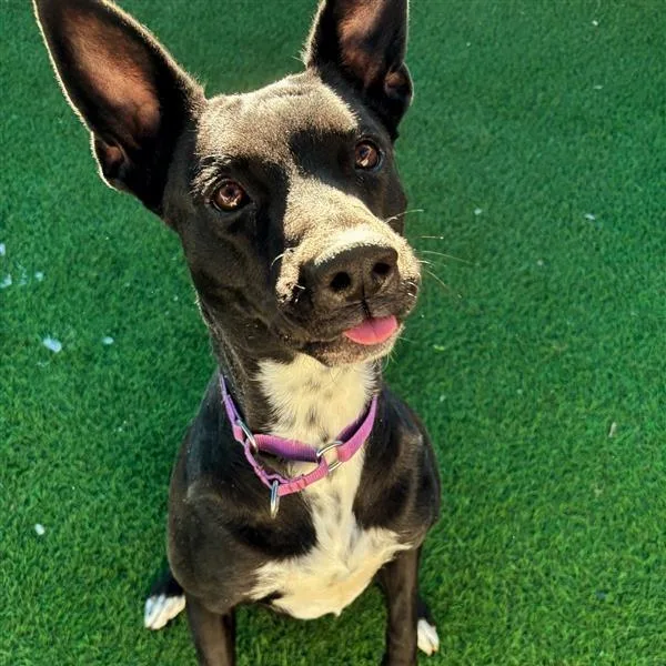 Maggie thumbnail 2