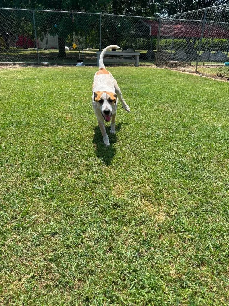 A baby medium-sized female Australian Cattle Dog / Blue Heeler dog named Clarabelle for adoption in Ada, OK