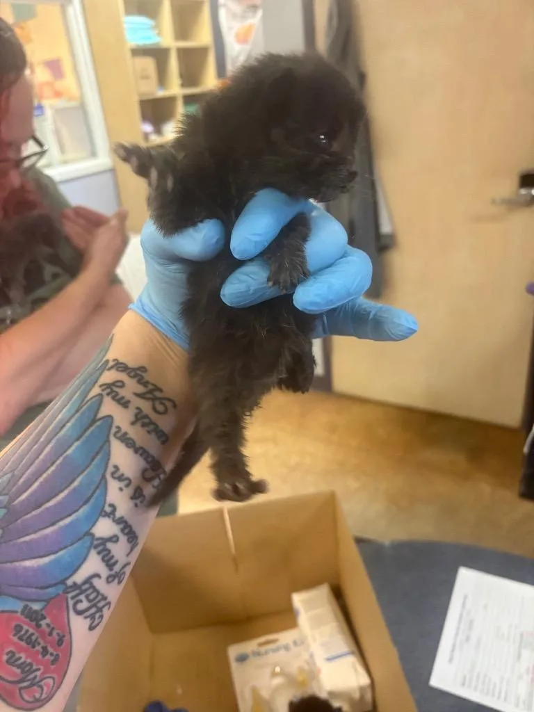 A baby small-sized male Domestic Short Hair cat named Emilee for adoption in Brownwood, TX