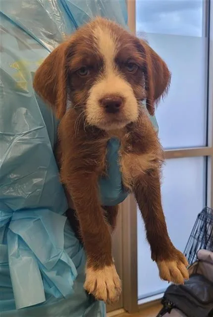 A baby small-sized female Labrador Retriever dog named Chokha for adoption in San Antonio, TX