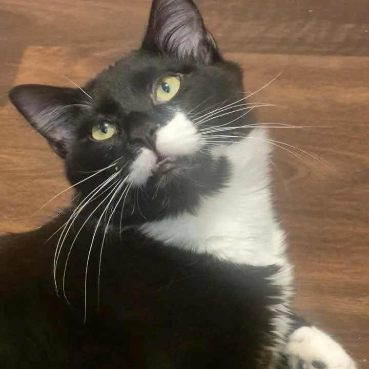 Boo & Foofy thumbnail 2