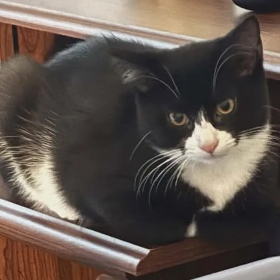 Boo & Foofy thumbnail 4