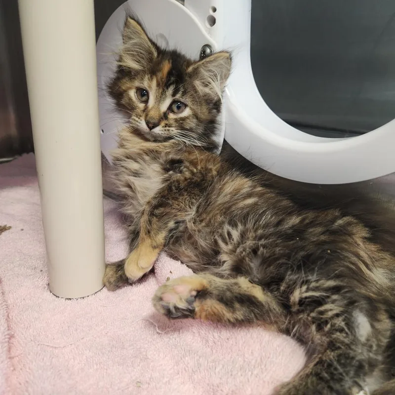 A baby small-sized female Brown / Chocolate Domestic Long Hair cat named Peggy for adoption in Fort Wayne, IN