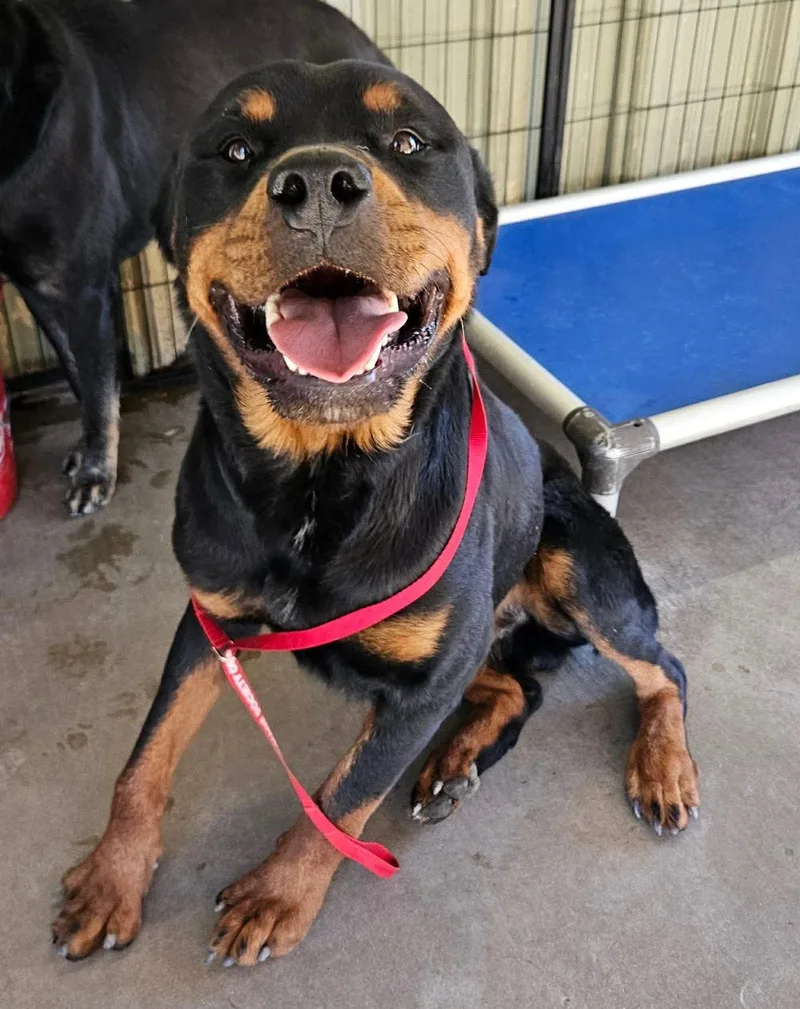 An adult large-sized male Rottweiler dog named Stelio Kontos for adoption in El Centro, CA