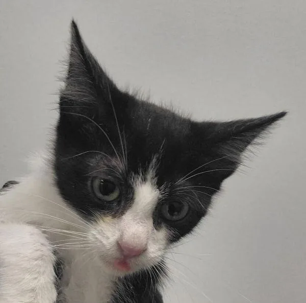 A baby small-sized male Domestic Short Hair cat named Ozzy for adoption in San Diego, CA