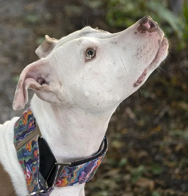 An adult medium-sized male White / Cream Pit Bull Terrier dog named Hank for adoption in Chicago, IL