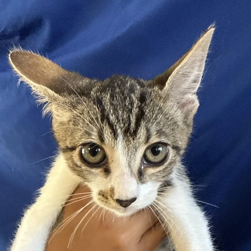 A baby small-sized male Brown / Chocolate Domestic Short Hair cat named Derrick for adoption in Santa Barbara, CA