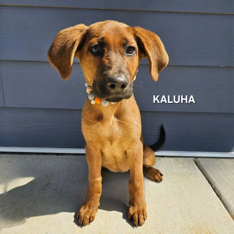 Kaluha