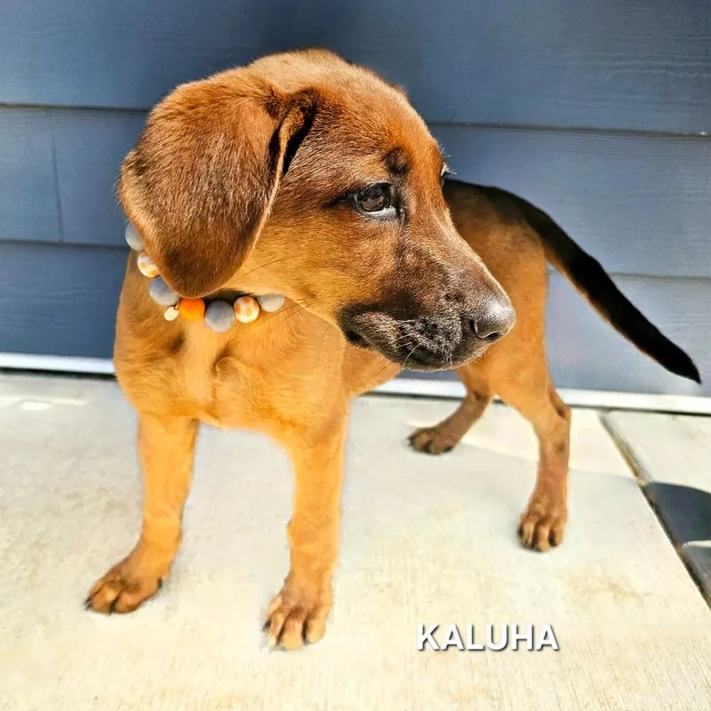 Kaluha thumbnail 3