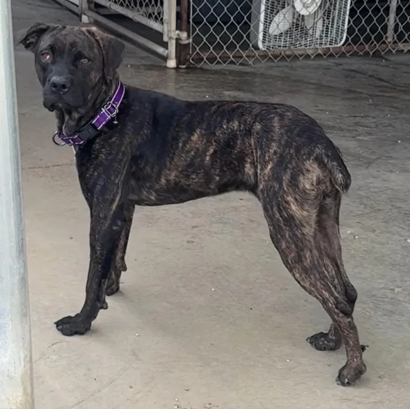 A young large-sized female Cane Corso dog named Delia for adoption in Rochester, IN