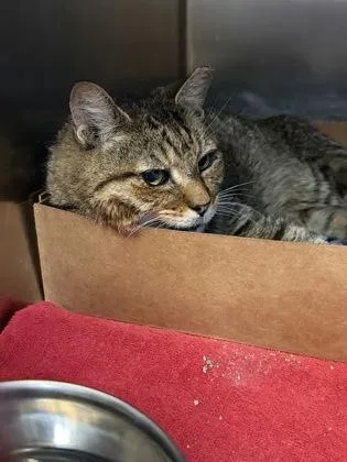 A senior small-sized male Domestic Short Hair cat named Super for adoption in West Chester, PA