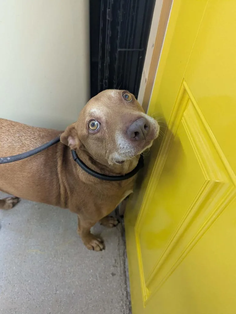 An adult large-sized female Retriever dog named Penny for adoption in Sebastian, FL