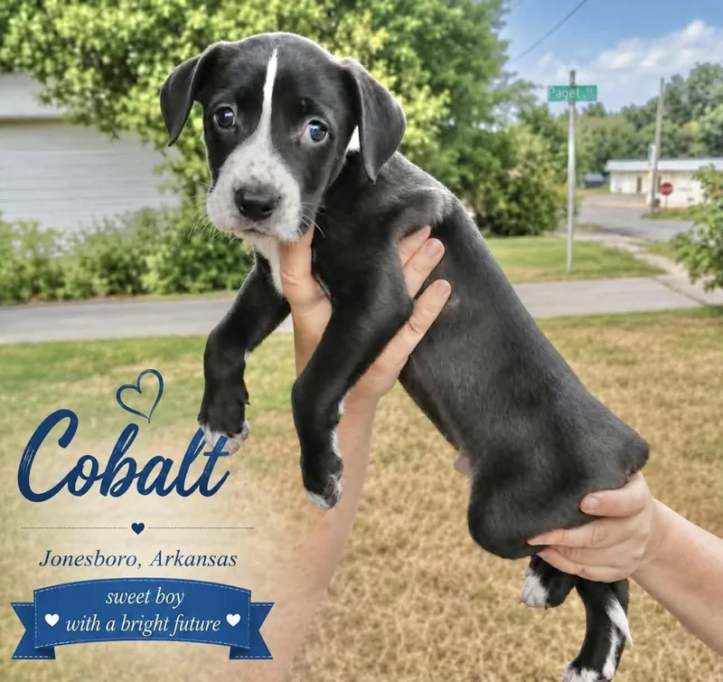 A baby medium-sized male Labrador Retriever dog named Cobalt for adoption in Manchester, CT